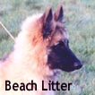 Beach Litter